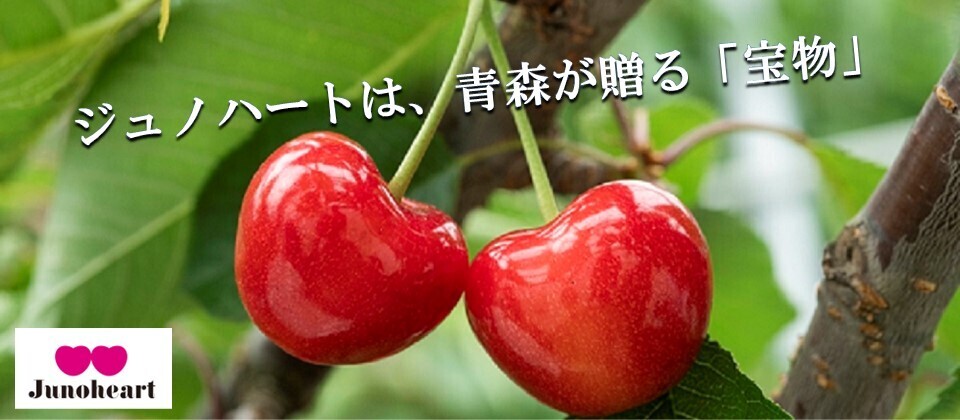 青森県独自のさくらんぼ品種「ジュノハート」