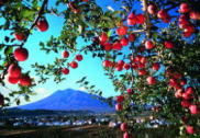 写真：りんご畑から望む岩木山