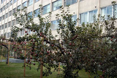写真：県庁前庭のりんごの木