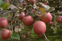 写真：県庁前庭のりんごの実