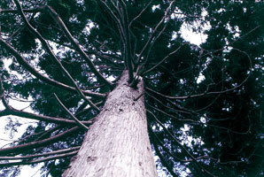 県の木「ヒバ」