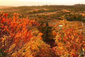 紅葉の八甲田山