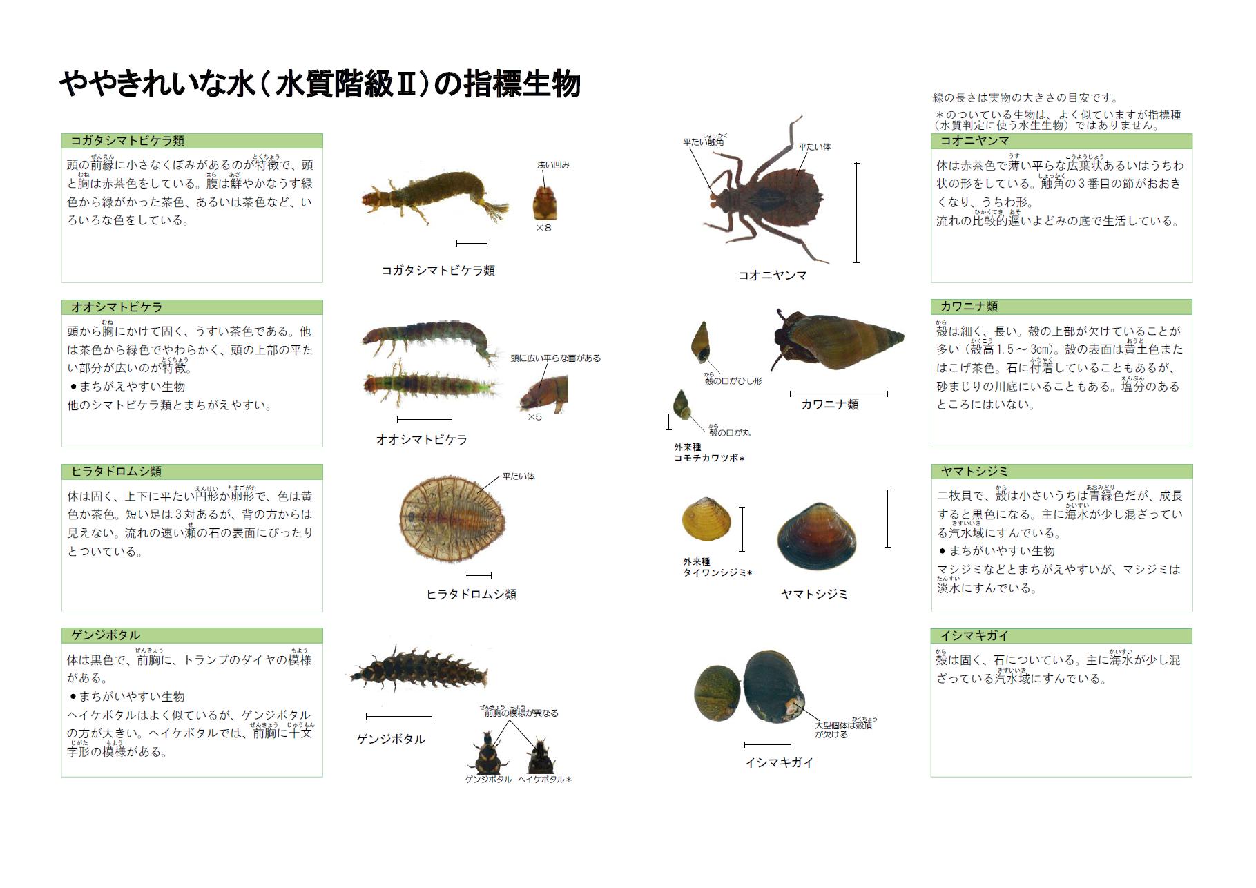 全国水生生物調査 川の生きものを調べよう 青森県庁ウェブサイト Aomori Prefectural Government