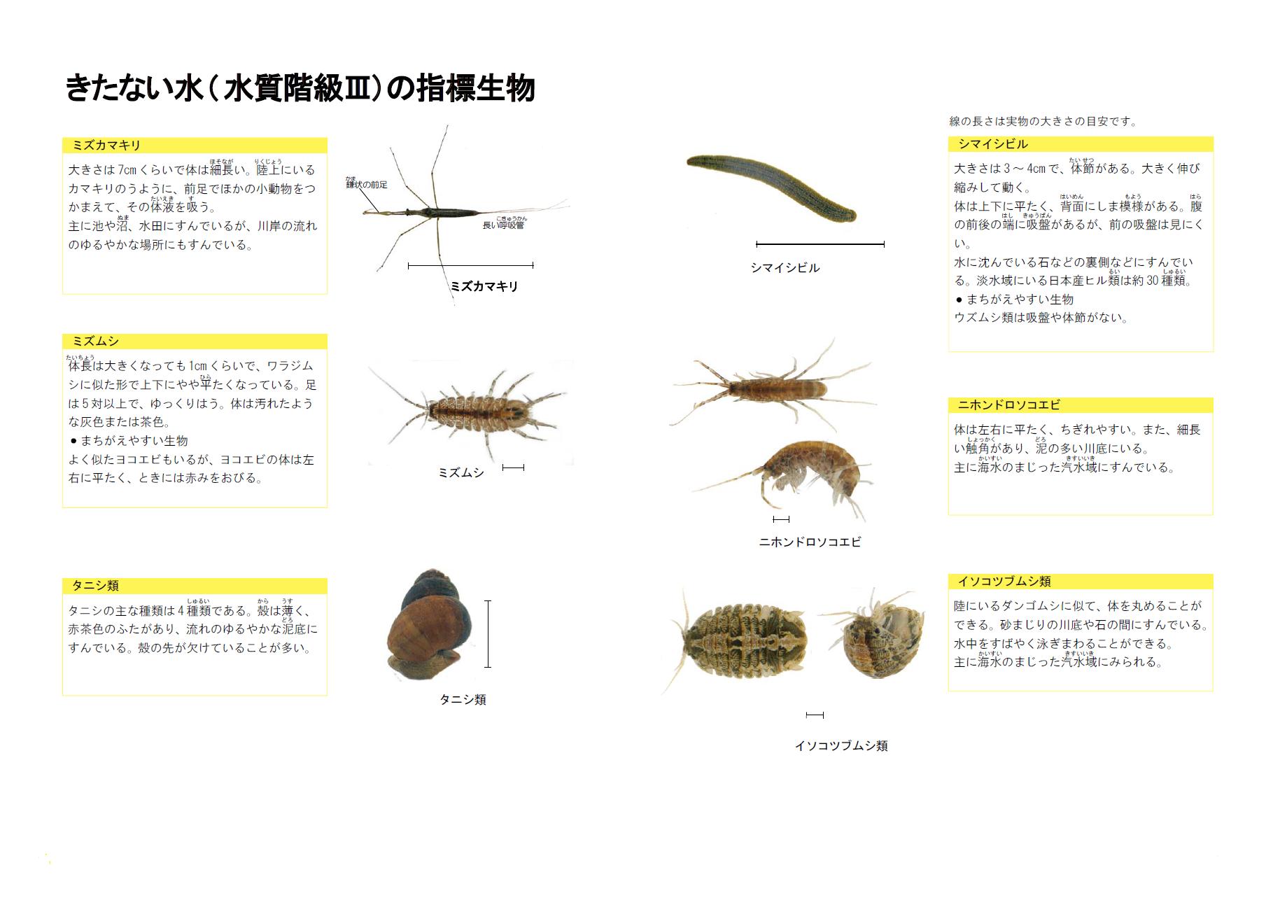 全国水生生物調査 川の生きものを調べよう 青森県庁ウェブサイト Aomori Prefectural Government