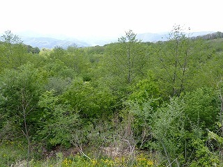 R0805130011