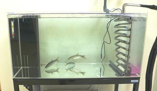 浸出水処理施設の処理水で元気に泳ぐウグイ