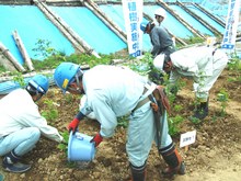 平成23年6月の試験植樹