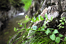 写真：ツガルミセバナ