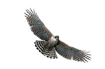 Hodgsons hawk eagle 
