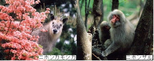 ニホンカモシカ、ニホンザル