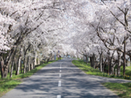 小川原湖公園の千本桜
