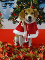 青森県動物愛護センター19冬季イベント開催のお知らせについて 青森県庁ホームページ