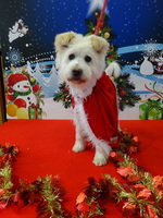 青森県動物愛護センター19冬季イベント開催のお知らせについて 青森県庁ホームページ