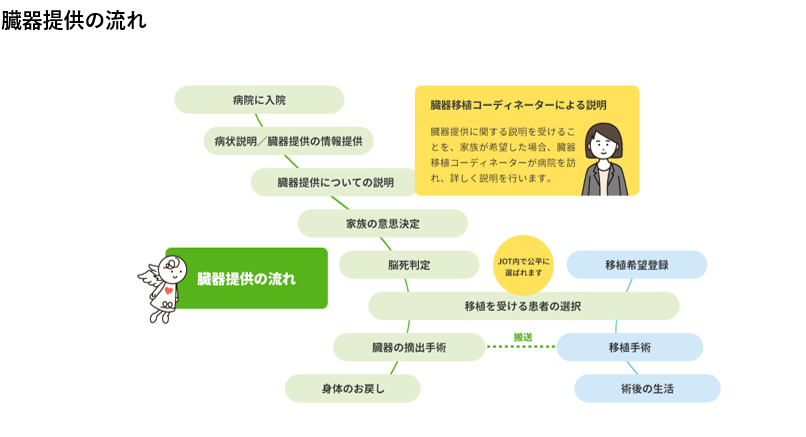 脳死下での臓器提供の流れ