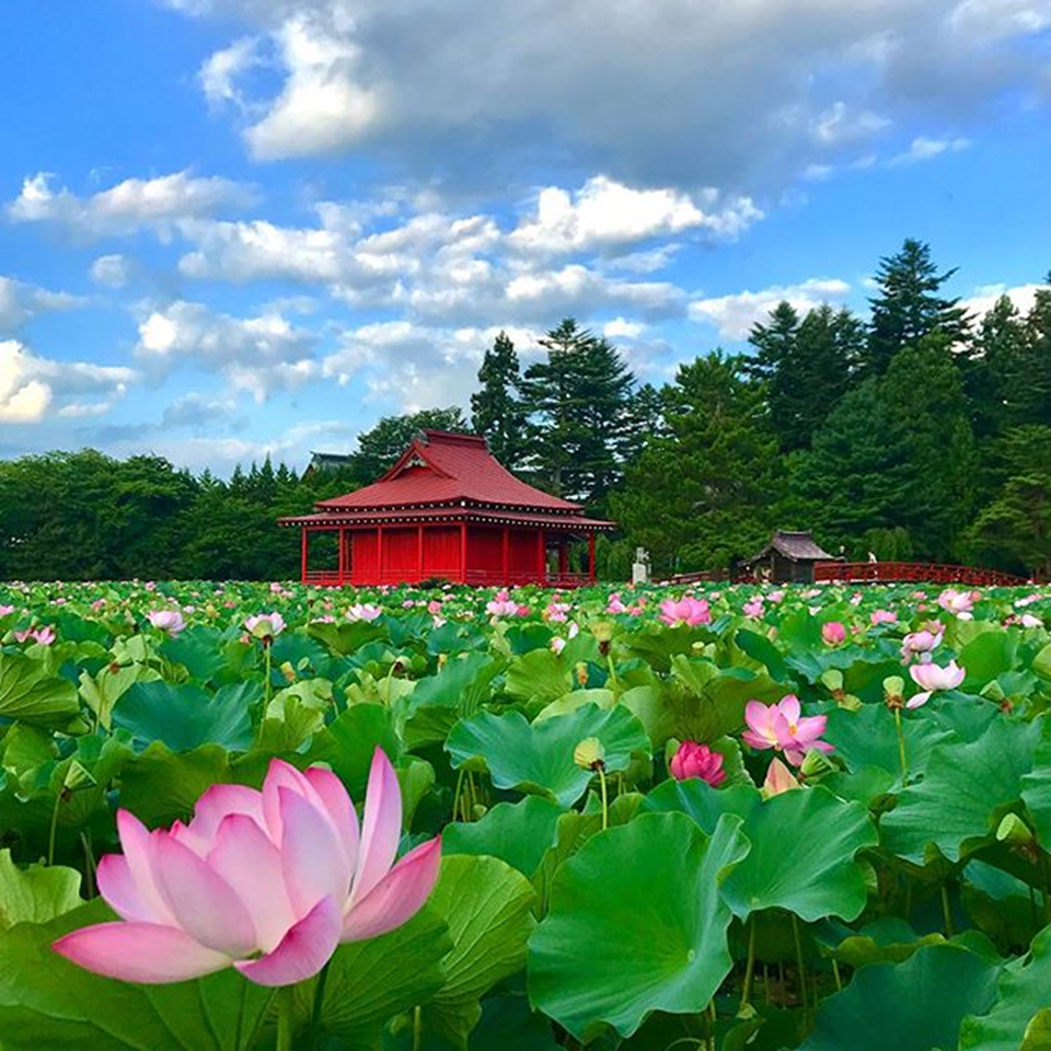 平川市蓮の花まつり