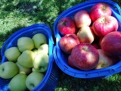 青森観光りんご園 りんご