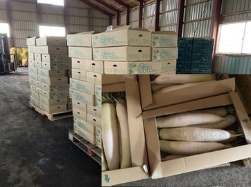 大根出荷場 大根出荷場