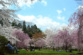 三戸城跡城山公園