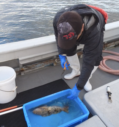 魚の血抜きも実施してくださいます