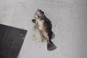 釣れた魚