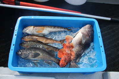 本日の釣果
