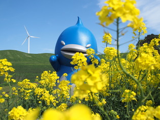 菜の花畑