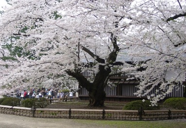 弘前公園最長寿のソメイヨシノ