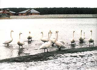 十三湖の白鳥
