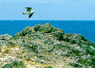 蕪島ウミネコ繁殖地