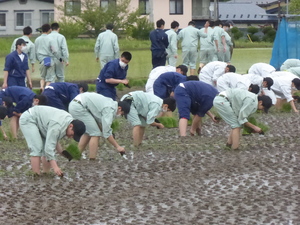 田植え