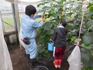 きゅうりの栽培管理を学ぶ。