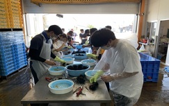 漁業体験