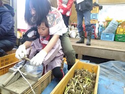 R7　清水ファーム　にんにく収穫　１－３