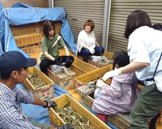 R7　清水ファーム　にんにく収穫体験１－４