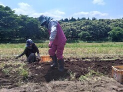 R7　清水ファーム　にんにく収穫　２－１