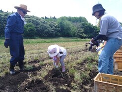 R7　清水ファーム　にんにく収穫体験２－２