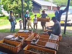 R7　清水ファーム　にんにく収穫　２－10