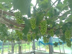 荒馬の里　ぶどう