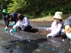 R7　清水ファーム　にんにく植え付け　222