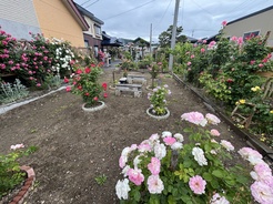R8鎌田氏バラ5