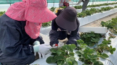 収穫期を迎えた夏秋いちご