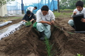 南部太ネギの定植作業