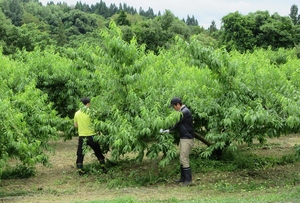 sagyou