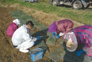 援農ボランティアによる秋定植作業