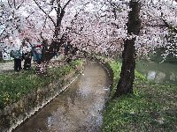 写真（右岸幹線）