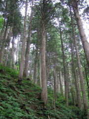 天然ヒバ林（青森市眺望山）