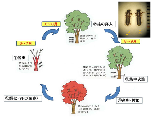 naramechanism