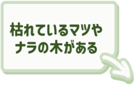 枯れているマツやナラを発見した場合はこちらをクリック