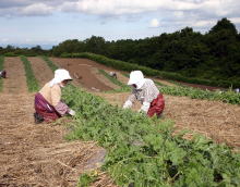 園芸資材として有効利用 畑でのわらマルチ