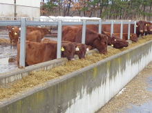 国産稲わらは貴重な飼料 稲わらを食べる牛